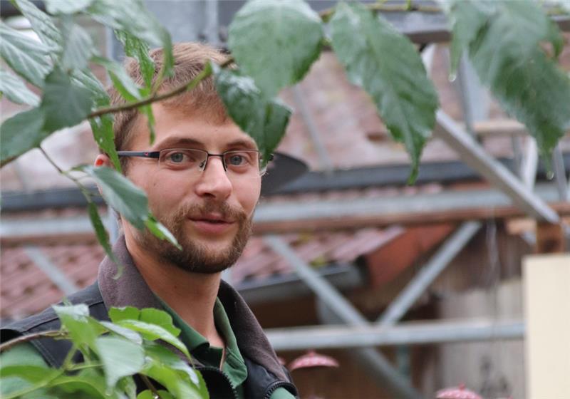 Die Blätter der Späthschen Erle sind noch immer saftig grün – in Zeiten des Klimawandels ein vielseitig geeigneter Baum, so Gärtnermeister Jonas Maiwald. Fotos: Klempow