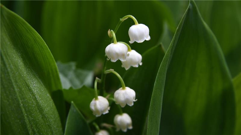 Achtung giftig! So vermeiden Sie gefährliche Verwechslungen Die Blätter des Maiglöckchens ähneln denen des Bärlauchs. Allerdings bevorzugen Maiglöckchen sonnigere Standorte als Bärlauch.