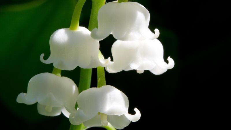 Giftig für Kinder und Tiere: Diese Frühblüher können gefährlich werden Die Blätter von Maiglöckchen sehen aus wie die des Bärlauchs, der im Gegensatz zu Maiglöckchen essbar ist.