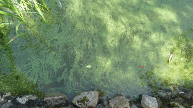 Blaualgen breiten sich in weitere Gewässer in der Region aus Die Blaualgen sind auch hier in der Aue an ihrer typischen grünlich bis blauen Färbung zu erkennen.