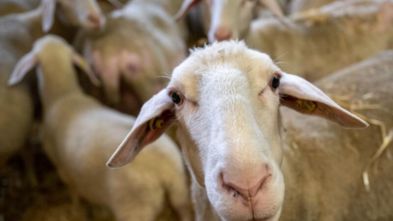 Die Blauzungenkrankheit breitet sich rapide aus. Schafe sind besonders betroffen. (Symbolbild)
