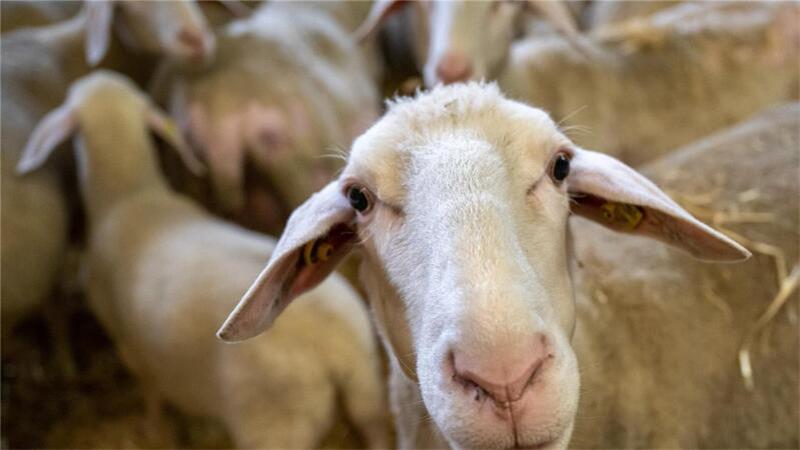Landkreis Rotenburg: Blauzungenkrankheit bei einem Schaf nachgewiesen Die Blauzungenkrankheit ist für den Menschen ungefährlich. Schafe, Ziegen und Rinder sollten schnell geimpft werden.