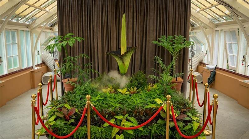 Fans feiern „Putricia“: Seltene Stinke-Blume in Sydney blüht Die Blüte der Titanwurz hat in Sydneys Botanischem Garten einen Hype entfacht.
