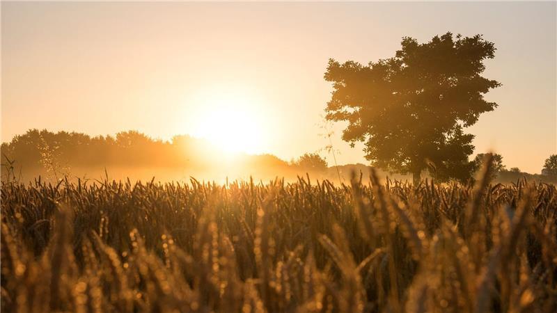Umweltbehörde nennt Grünflächen-Bilanz erfolgreich Die Boberger Niederung ist ein Naturschutzgebiet im Südosten Hamburgs, das erweitert worden ist. (Archivbild)