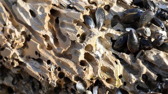 Die Bohrmuschel gilt als gefährlichster Holzschädling im Meer hierzulande. (Archivfoto)