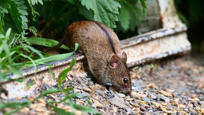 Taktisch täuschen: Filmreife Tricks bei Mäusen Die Brandmaus muss sich etwas überlegen, um starken Gegnern zu entkommen. (Archivbild)