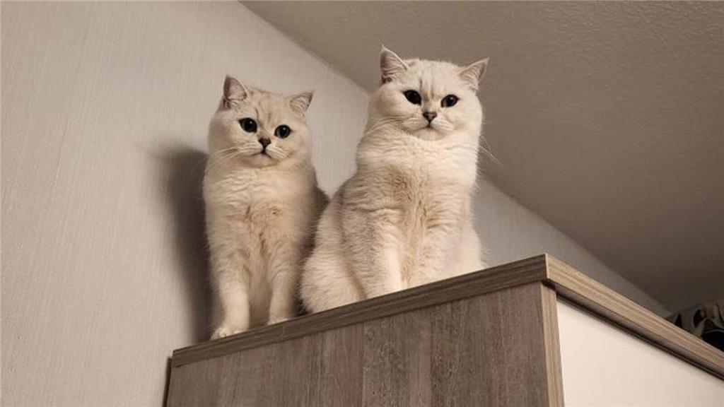 Die Brüder Bailey und Balou halten Denise auf Trapp. Sie hat uns das Foto der vi...