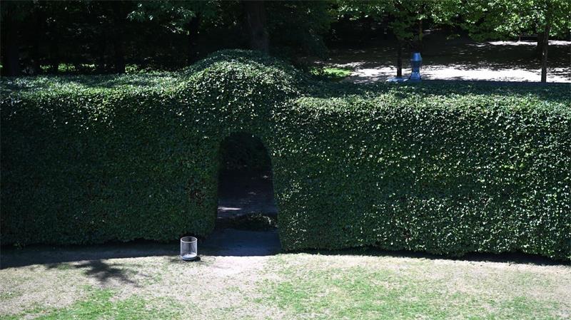 Die Buchenhecke ist über sechs Meter hoch und mehr als 100 Jahre alt.