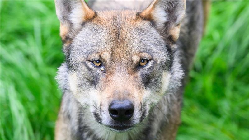 Die Bundesregierung will den Wolf ins Jagdrecht aufnehmen. (Symbolbild)