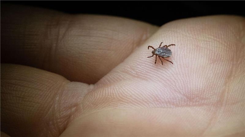 Die Buntzecke lebt unter anderem auf Wiesen oder Grünstreifen (Archivbild).