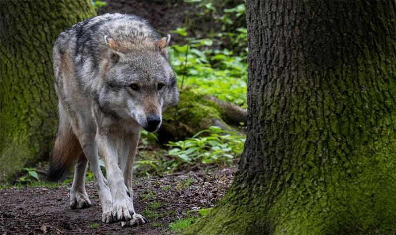 „Überfällig“: Europarat ebnet Weg für Wolfsabschuss Die Debatte um den Wolf wird emotional geführt - auch im Kreis Stade (Archivbild).