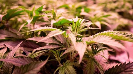 Die Debatte um die Legalisierung von Cannabis geht weiter.