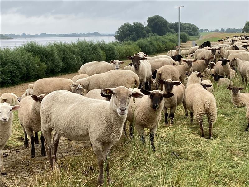 Die Deichschäfer tränken ihre Schafe an der Elbe, die Tankwagen werden immer wieder beschädigt. Foto: Vasel