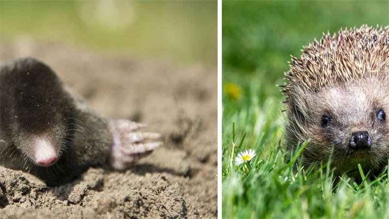 Die Deutsche Wildtier Stiftung ruft dazu auf, Igel und Maulwürfe zu zählen. (Archivbild)