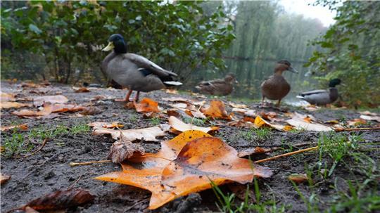 Die Deutsche Wildtier Stiftung warnt eindringlich davor, Enten mit Brot zu füttern. (Archivbild)