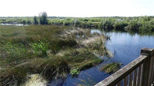 Die Deutsche Wildtierstiftung hat die Flächen im Aschhorner Moor unter ihre Fittiche genommen und noch welche dazu gekauft, damit (wieder) eine ökologisch wertvolle Hochmoor-Wildnis entstehen kann.