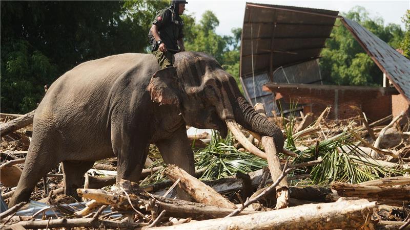 Regenfluten in Indonesien - fast 1.000 Tote auf Sumatra Die Dickhäuter sind eine wertvolle Hilfe bei den Aufräumarbeiten auf Sumatra - aber die nächsten Regenfälle werden schon erwartet.