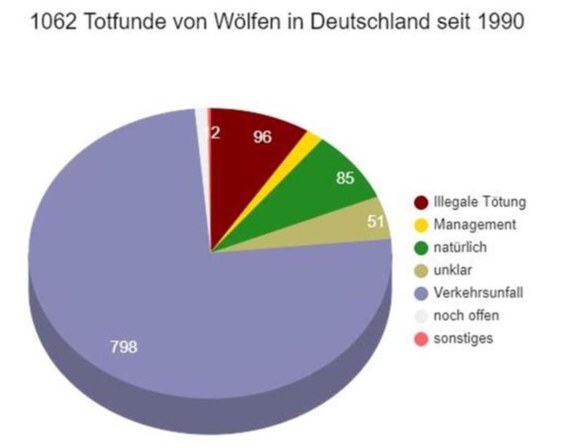 Schießen, Schaufeln, Schweigen: Das Problem mit der illegalen Jagd auf Wölfe Die Dokumentations- und Beratungsstelle des Bundes zum Thema Wolf wertet die Totfunde von Wölfen in einer Statistik aus. An erster Stelle steht der Verkehr.