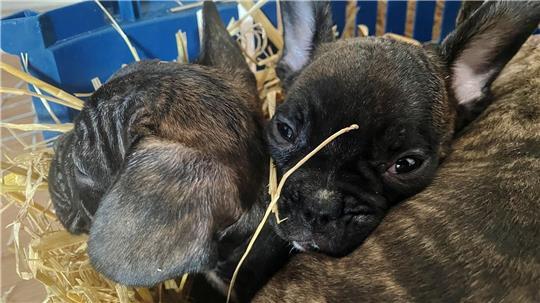 Die EU will strenger gegen illegalen Tierhandel vorgehen. (Symbolbild)