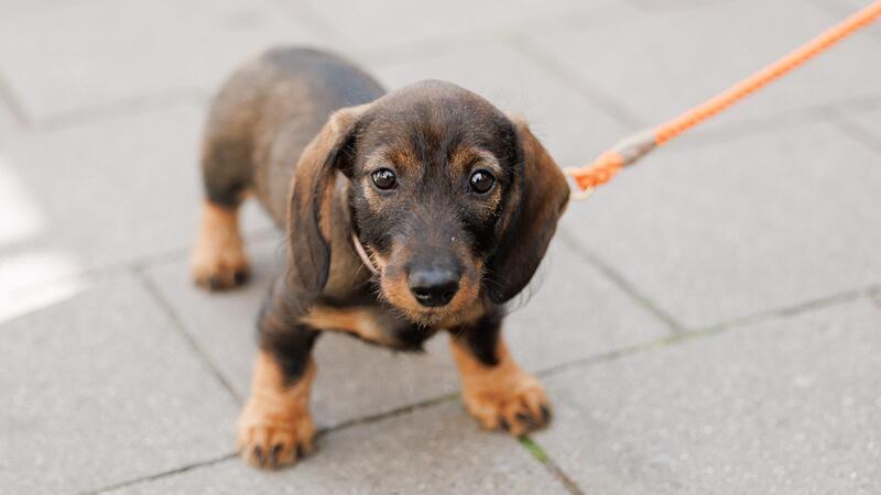 Hundesteuer beschert Hamburg erneut Rekordeinnahmen Die Einnahmen aus der Hundesteuer haben 2023 einen Höchstwert erreicht. (Symbolbild)