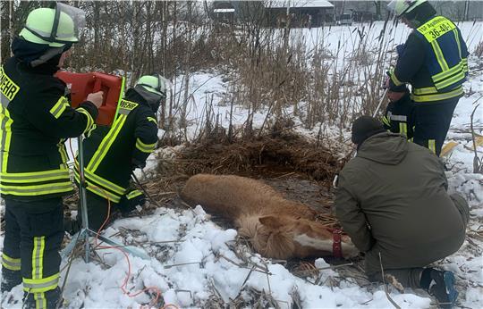 Die Einsatzkräfte befreien das im Eis eingebrochene Pferd.