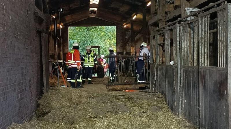 Vier Kühe fallen in Hemmoor in Güllekeller: Feuerwehr mit Hoflader im Einsatz Feuerwehrkräfte im Einsatz in einem Stall in Hemmoor-Basbeck