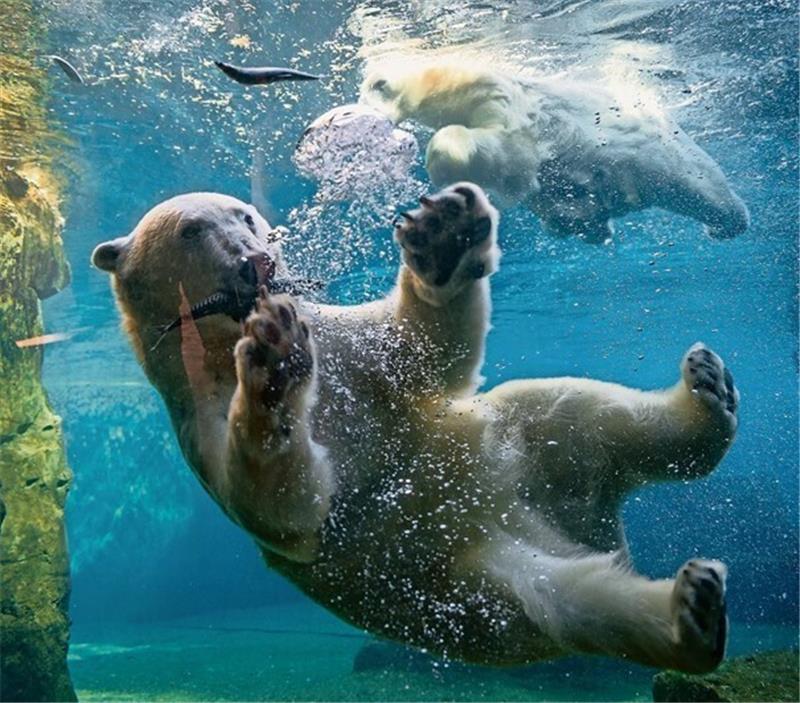 Die Eisbären Anna und Elsa sind auch ohne Lloyd glücklich. Foto: Scheschonka