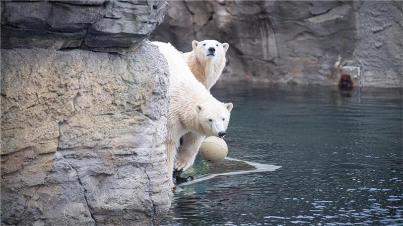 Die Eisbären-Mädels Anna und Elsa haben Spaß mit dem Wasserball, bevor es ans Vermessen der Körpergröße geht. Foto: Arnd Hartmann