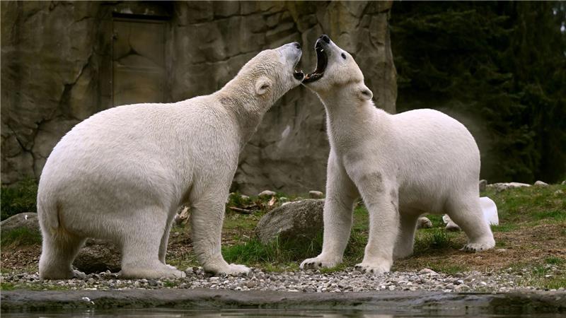 Die Eisbären-Zwillinge Kaja und Skadi spielen im Zoo Rostock.
