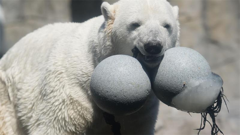 Schlamm, Sand und Eisbombe - so geht tierischer Hitzeschutz Die Eisbombe enthält gefrorene Muscheln und Gemüse.
