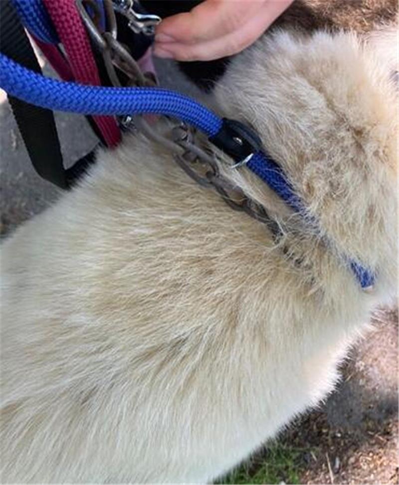 Die Eisenkette, die der Hund trägt, als ihn die Tierschützer finden, soll vor wenigen Tagen schon im Internet zu sehen gewesen sein. Foto: Rademacher