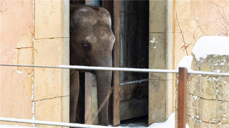 Die Elefanten ließen sich nur wenige Minuten im Freien blicken.