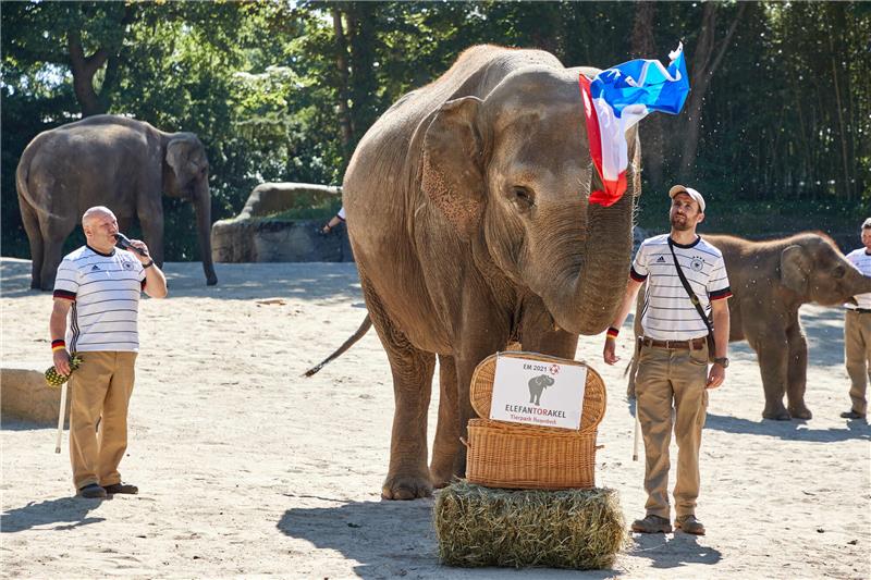 Die Elefantenkuh Yashoda wedelt mit der französischen Trikolore, die sie zuvor aus einem Weidenkorb gezogen hatte. Sie tippt auf einen Sieg Frankreichs im EM-Duell mit der deutschen Fußball-Nationalmannschaft. Foto: Georg Wendt/dpa