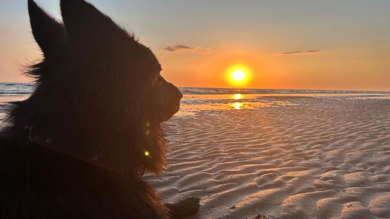 Cannabis-Legalisierung und Rauschgiftspürhunde: Hat es sich nun ausgeschnüffelt? Die Entkriminalisierung von Cannabis soll Behörden entlasten. Haben Rauschgiftspürhunde nun ausgedient?