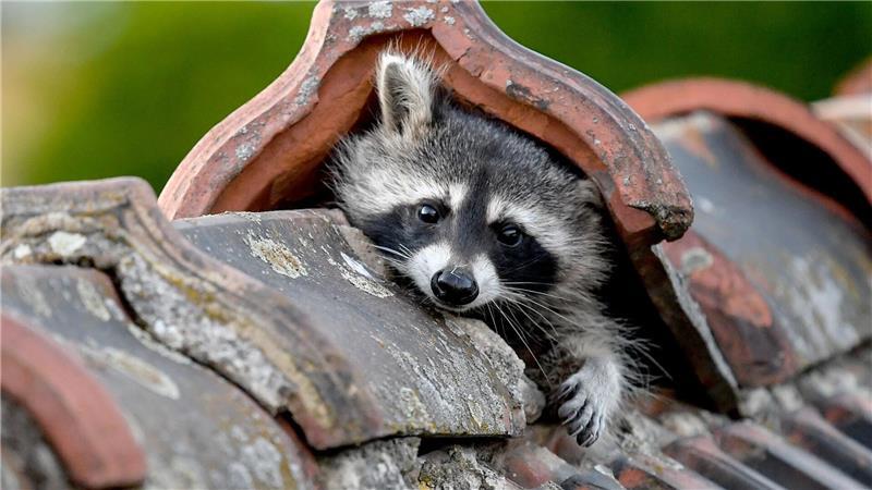 Die Entwicklung der Waschbärpopulation in Schleswig-Holstein ist unter anderem anhand der Jagdstrecken erkennbar. (Archivbild)