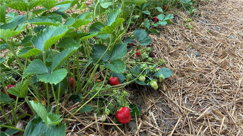 Die Erdbeerpflanzen stehen 16 Monate auf dem Feld.