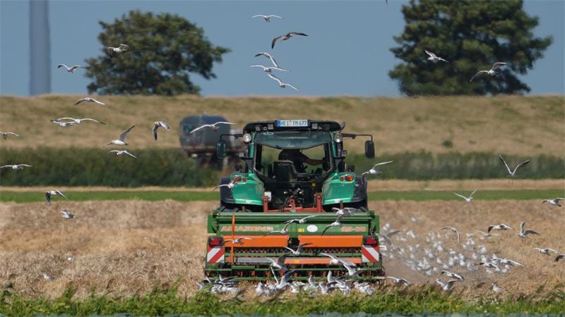 Die Ernte in Schleswig-Holstein ist je nach Standort in diesem Jahr sehr unterschiedlich ausgefallen - insgesamt jedoch schlechter als 2025. (Symbolfoto)