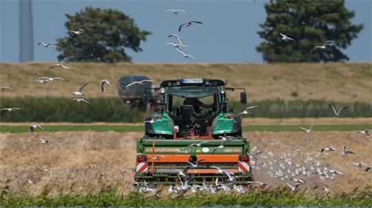 Die Ernte in Schleswig-Holstein ist je nach Standort in diesem Jahr sehr unterschiedlich ausgefallen - insgesamt jedoch schlechter als 2025. (Symbolfoto)