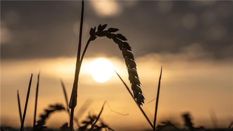 Erntemengen von Raps und Getreide steigen im Norden Die Erntemenge von Winterweizen ist im Vergleich zum Vorjahr gestiegen. (Symbolbild)