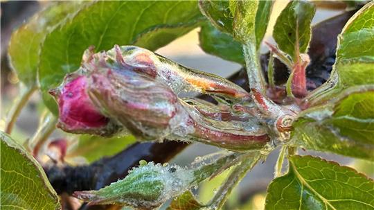 Die Erstarrungswärme des Eises schützt die Apfelblüte vor dem Frost.