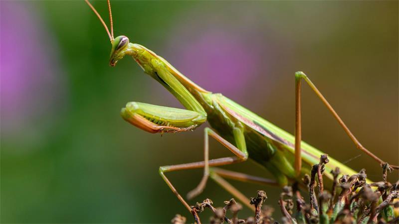 Sie frisst Männchen – Gottesanbeterin im Norden unterwegs Die Europäische Gottesanbeterin (Mantis religiosa) ist eine gut getarnte Jägerin. (Archivbild)