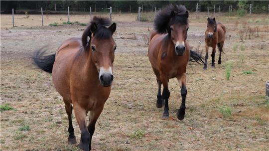 Die Exmoor-Ponys gehören zu den gefährdeten Haustierrassen. Im Landpark Lauenbrück sind einige von ihnen zu Hause.