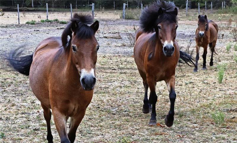 Die Exmoor-Ponys gehören zu den gefährdeten Haustierrassen. Im Landpark Lauenbrück sind einige von ihnen zu Hause.