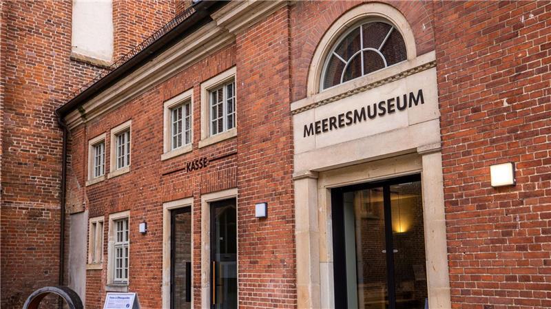 Die Experten des Deutschen Meeresmuseums hoffen - falls der tote Wal der Buckelwal von der Insel Poel ist - auf eine Untersuchung des Kadavers. (Archivbild)