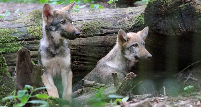 Die Fähen Hammy und Druna wurden vor einem halben Jahr im Wildpark Schwarze Berge geboren. Mit sechs kleinen Wölfen war der Wurf sehr groß.