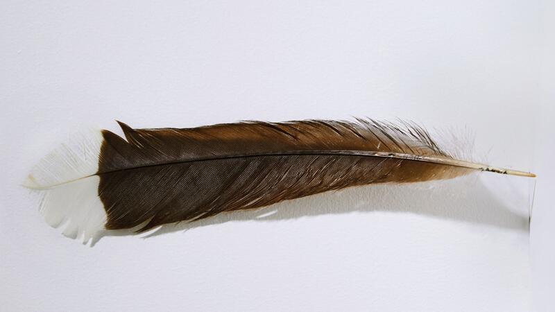 Die Feder des ausgestorbenen Huia-Vogels hat bei einer Auktion in Neuseeland einen Rekordpreis erzielt.
