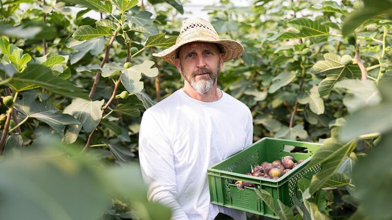 Die Feigen müssen in der Erntezeit täglich mit der Hand gepflückt werden. 