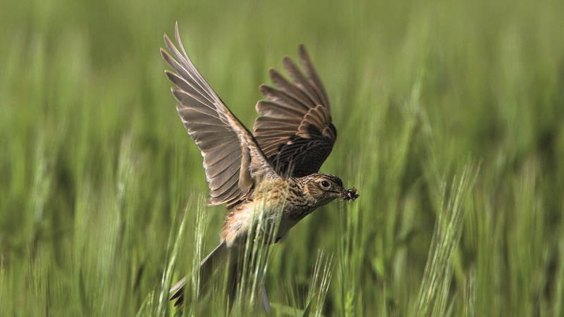 Die Feldlerche, deren Gesang einst überall im grünen Flachland zu hören war, gilt inzwischen in Deutschland als bedroht.