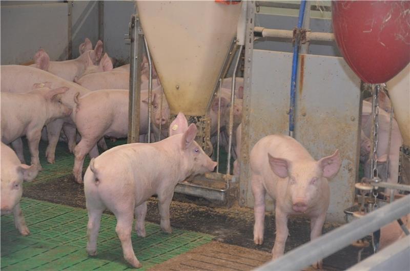 Die Ferkel im Aufzuchtstall der Schewes am Futtertrog.