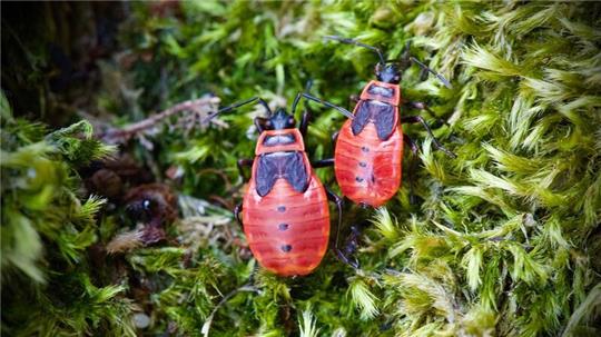 Die Feuerwanze lebt meist am Boden und ist ungefährlich. Die schwarz-roten Tiere treten zumeist in Gruppen auf und kündigen den Frühling an.